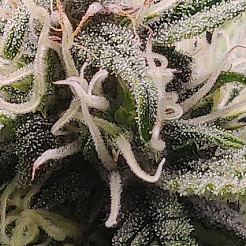 Gorilla cookies auto - seed stocker #2 growlog timeline photo
