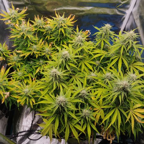 Gorilla cookies auto - seed stocker #2 growlog timeline photo