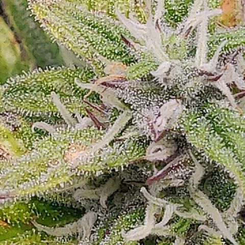 Gorilla cookies auto - seed stocker #2 growlog timeline photo