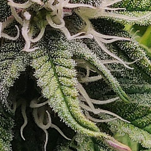 Gorilla cookies auto - seed stocker #2 growlog timeline photo