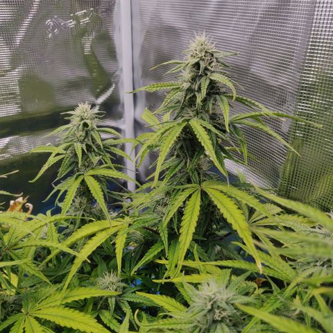 Gorilla cookies auto - seed stocker #2 growlog timeline photo