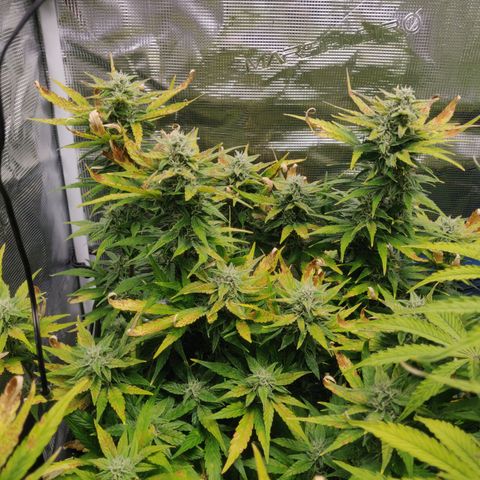Gorilla cookies auto - seed stocker #2 growlog timeline photo