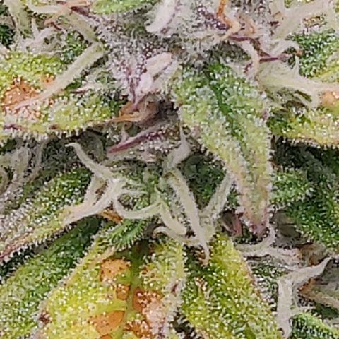 Gorilla cookies auto - seed stocker #2 growlog timeline photo