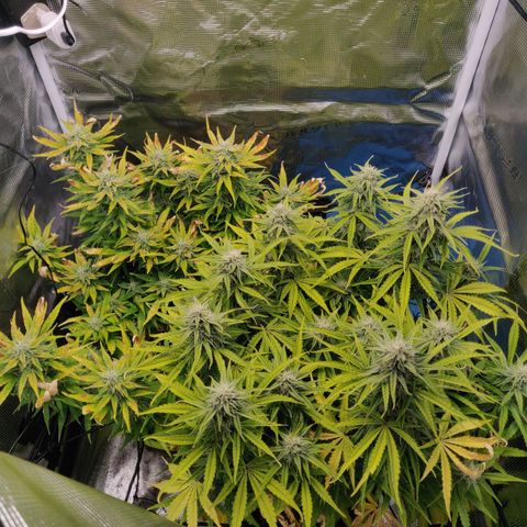 Gorilla cookies auto - seed stocker #2 growlog timeline photo