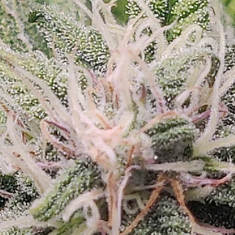 Gorilla cookies auto - seed stocker #2 growlog timeline photo