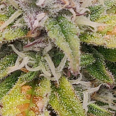 Gorilla cookies auto - seed stocker #2 growlog timeline photo