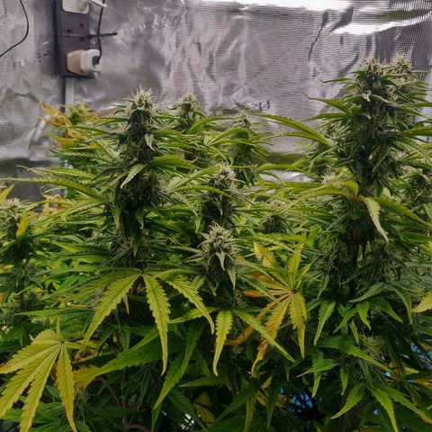Gorilla cookies auto - seed stocker #2 growlog timeline photo