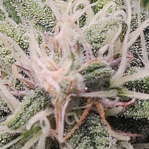Gorilla cookies auto - seed stocker #2 growlog timeline photo