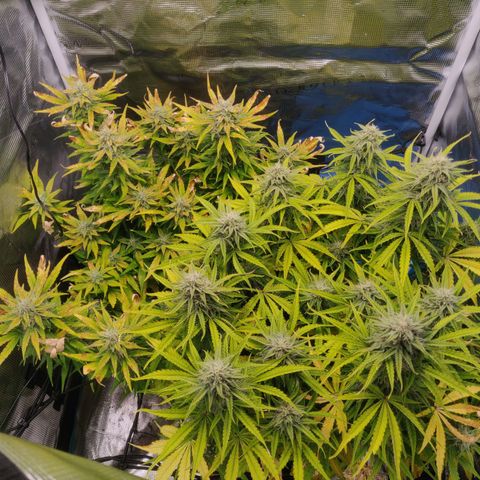 Gorilla cookies auto - seed stocker #2 growlog timeline photo