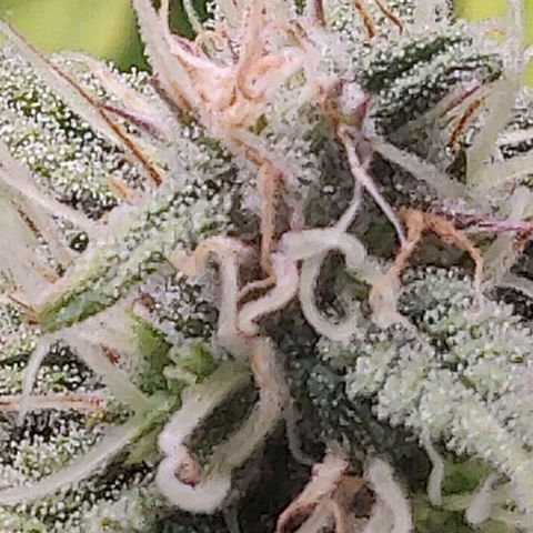 Gorilla cookies auto - seed stocker #2 growlog timeline photo