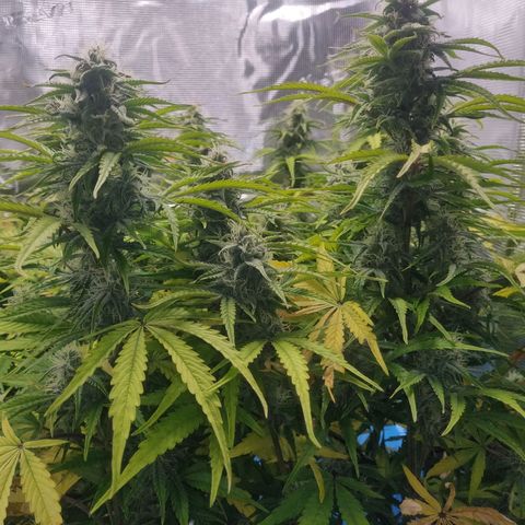 Gorilla cookies auto - seed stocker #2 growlog timeline photo