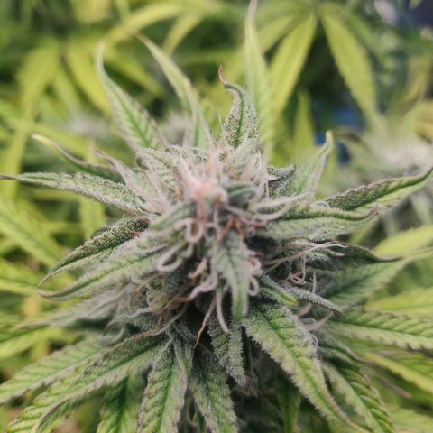 Gorilla cookies auto - seed stocker #2 growlog timeline photo