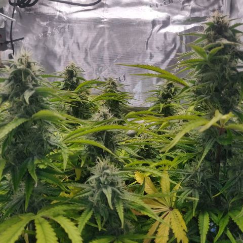 Gorilla cookies auto - seed stocker #2 growlog timeline photo