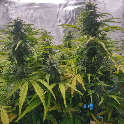Gorilla cookies auto - seed stocker #2 growlog timeline photo