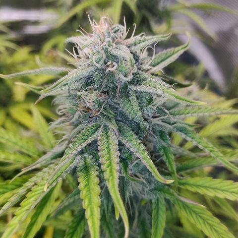 Gorilla cookies auto - seed stocker #2 growlog timeline photo