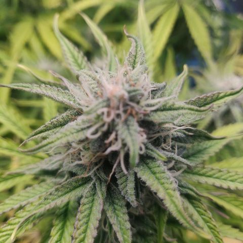 Gorilla cookies auto - seed stocker #2 growlog timeline photo