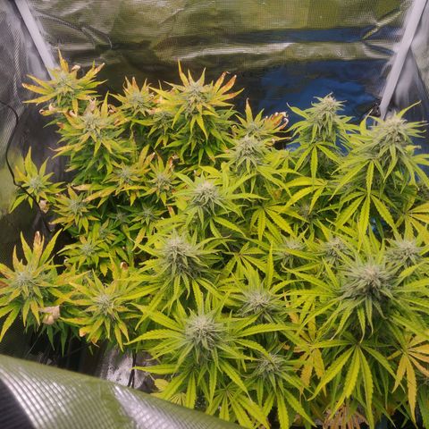 Gorilla cookies auto - seed stocker #2 growlog timeline photo