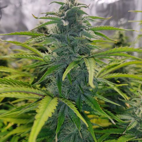 Gorilla cookies auto - seed stocker #2 growlog timeline photo
