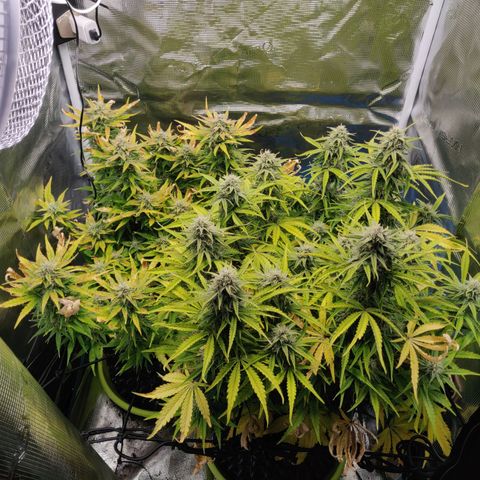 Gorilla cookies auto - seed stocker #2 growlog timeline photo