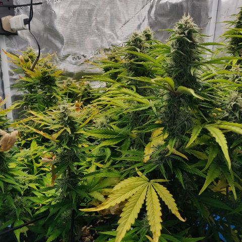 Gorilla cookies auto - seed stocker #2 growlog timeline photo