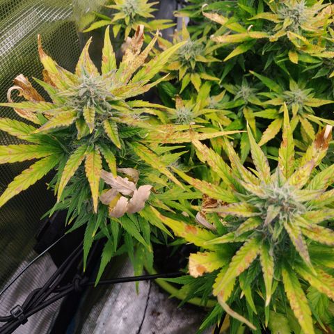Gorilla cookies auto - seed stocker #2 growlog timeline photo