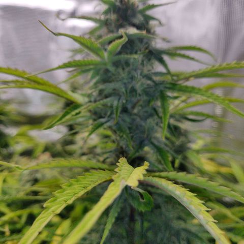 Gorilla cookies auto - seed stocker #2 growlog timeline photo