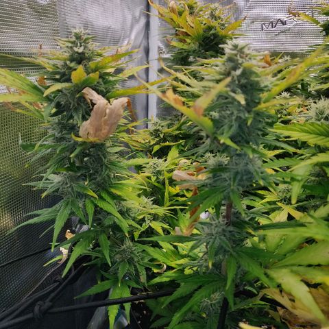 Gorilla cookies auto - seed stocker #2 growlog timeline photo