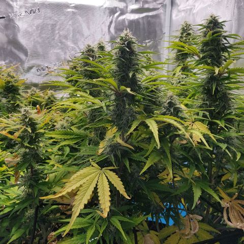Gorilla cookies auto - seed stocker #2 growlog timeline photo