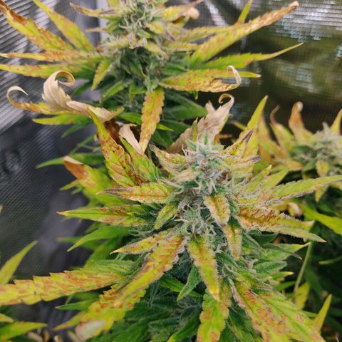 Gorilla cookies auto - seed stocker #2 growlog timeline photo