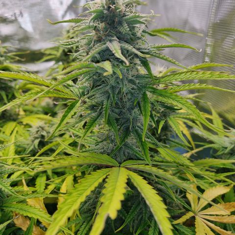 Gorilla cookies auto - seed stocker #2 growlog timeline photo