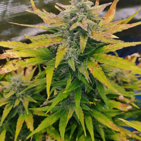 Gorilla cookies auto - seed stocker #2 growlog timeline photo