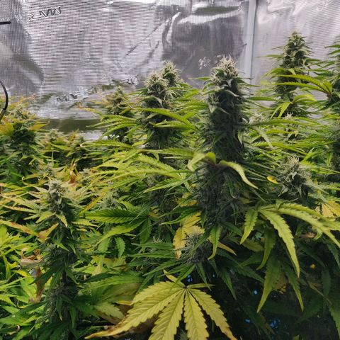 Gorilla cookies auto - seed stocker #2 growlog timeline photo