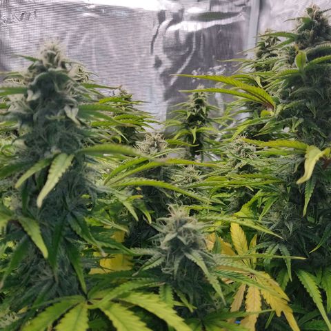 Gorilla cookies auto - seed stocker #2 growlog timeline photo