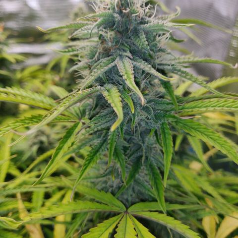 Gorilla cookies auto - seed stocker #2 growlog timeline photo