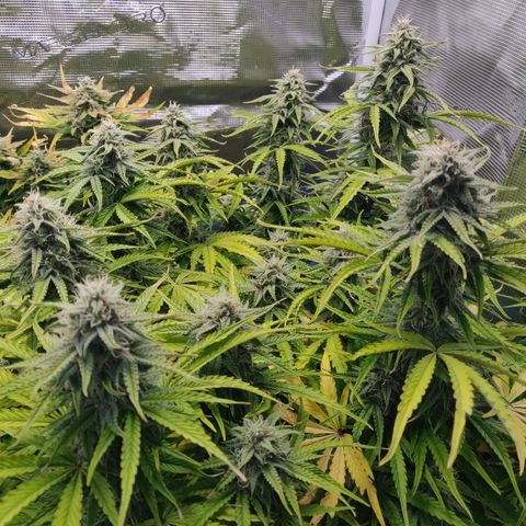 Gorilla cookies auto - seed stocker #2 growlog timeline photo