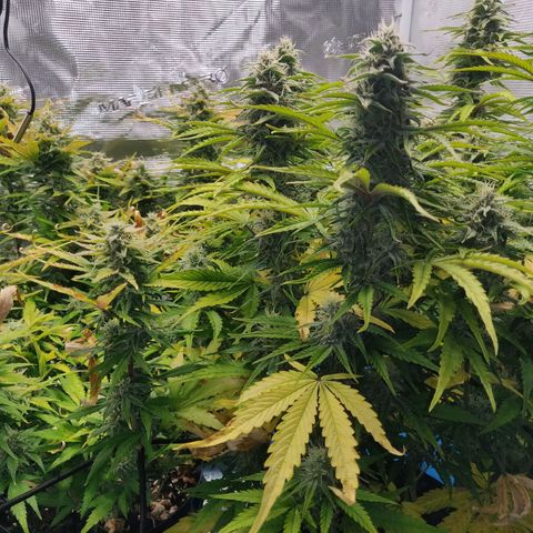 Gorilla cookies auto - seed stocker #2 growlog timeline photo