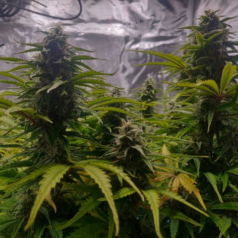 Gorilla cookies auto - seed stocker #2 growlog timeline photo