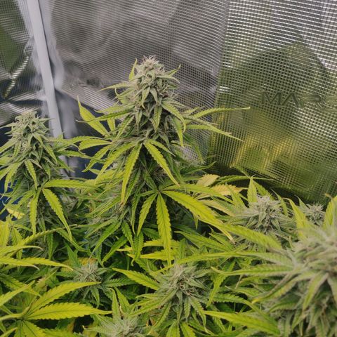 Gorilla cookies auto - seed stocker #2 growlog timeline photo