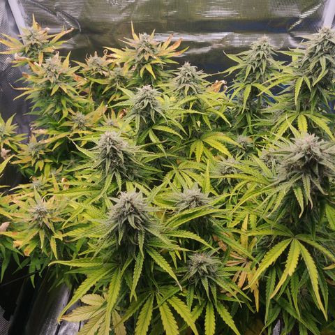 Gorilla cookies auto - seed stocker #2 growlog timeline photo
