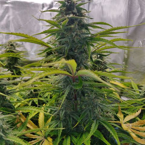 Gorilla cookies auto - seed stocker #2 growlog timeline photo