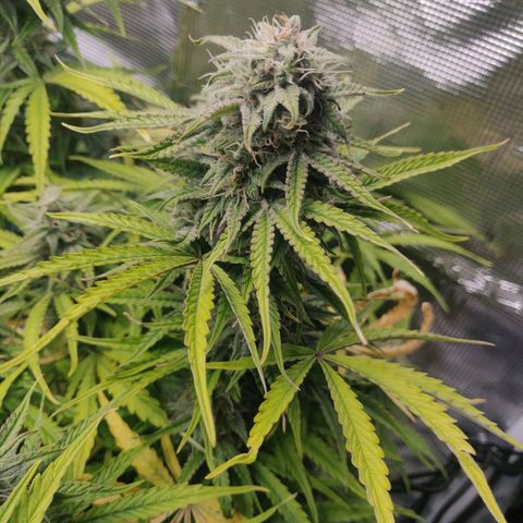 Gorilla cookies auto - seed stocker #2 growlog timeline photo