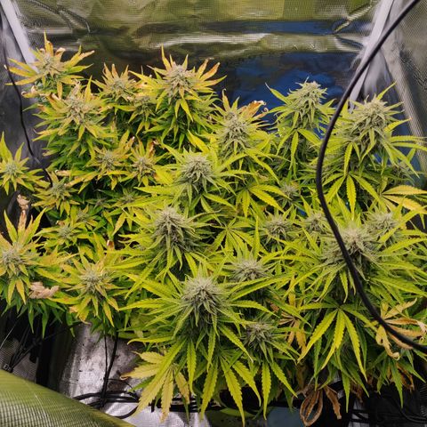 Gorilla cookies auto - seed stocker #2 growlog timeline photo