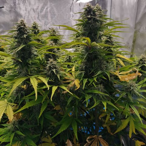 Gorilla cookies auto - seed stocker #2 growlog timeline photo