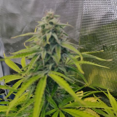Gorilla cookies auto - seed stocker #2 growlog timeline photo