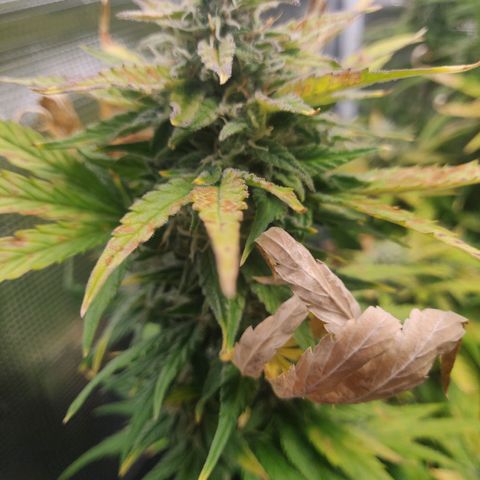 Gorilla cookies auto - seed stocker #2 growlog timeline photo