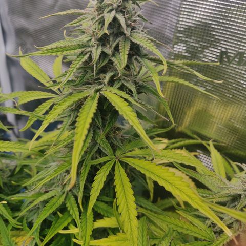 Gorilla cookies auto - seed stocker #2 growlog timeline photo