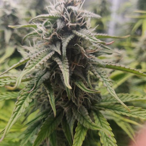 Gorilla cookies auto - seed stocker #2 growlog timeline photo