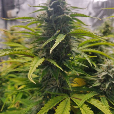 Gorilla cookies auto - seed stocker #2 growlog timeline photo