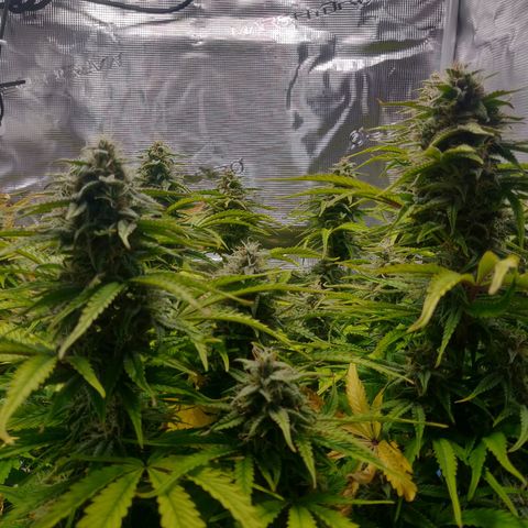 Gorilla cookies auto - seed stocker #2 growlog timeline photo