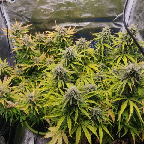 Gorilla cookies auto - seed stocker #2 growlog timeline photo